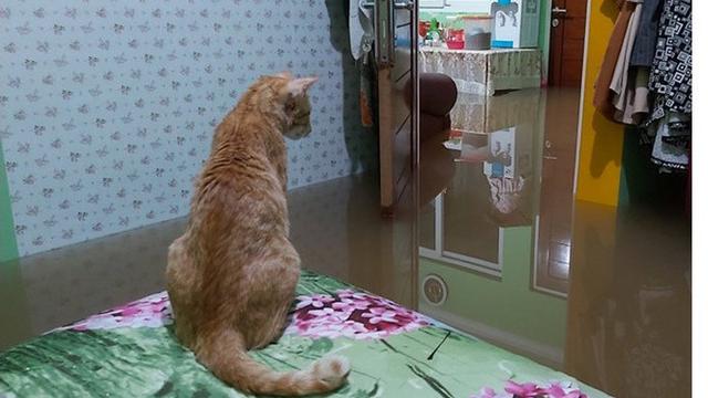 Foto 5 Kucing Menyelamatkan Diri dari Banjir Ini Bikin Terenyuh