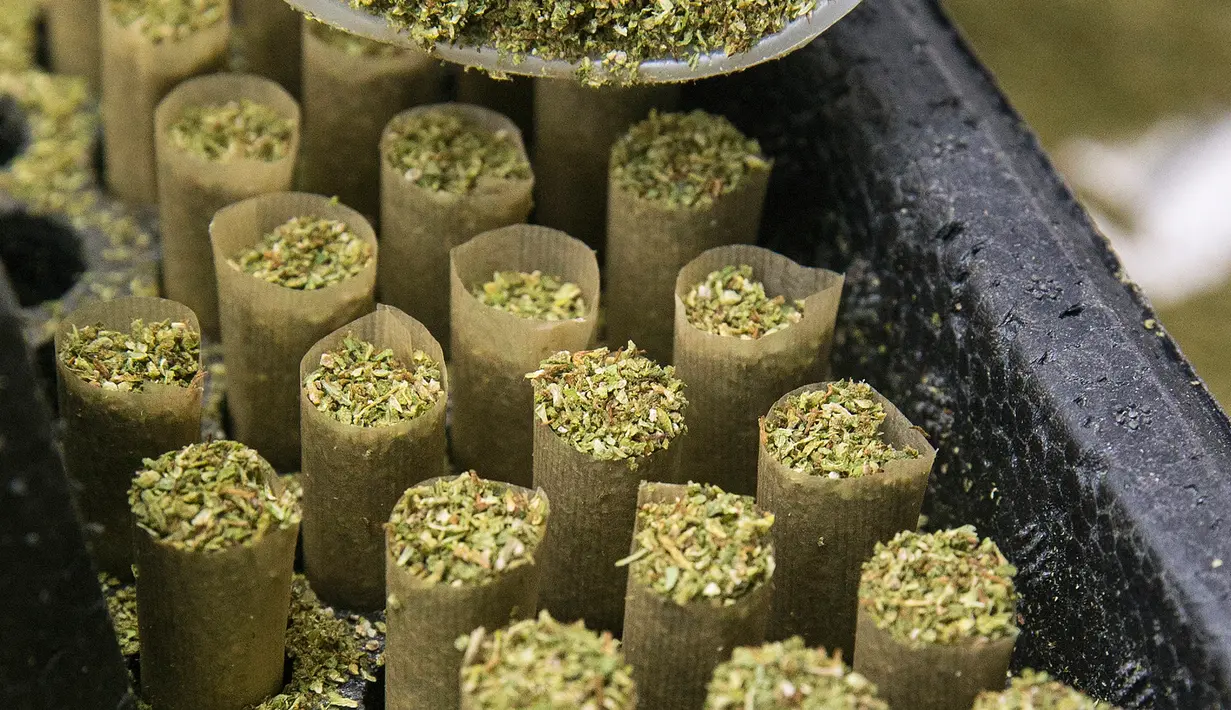 Seorang ahli farmasi menuangkan ganja pada lintingan rokok di Breath Of Life, Israel (9/3). Peneliti Israel telah mengembangkan ganja yang dapat digunakan untuk meringankan gejala dari sejumlah penyakit tanpa membuat pasien fly. (AFP Photo/Jack Guest)