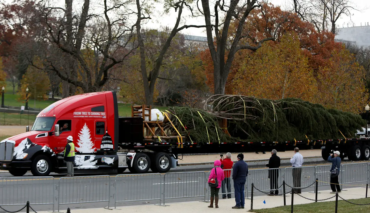 Sebuah truk besar membawa pohon natal yang akan dipasang tiba di halaman sebelah barat Gedung Capitol US di Washington, AS (28/11). Pohon tersebut adalah pohon Engelmann Spruce setinggi 80 kaki yang didatangkan dari Idaho. (Reuters/Gary Cameron)