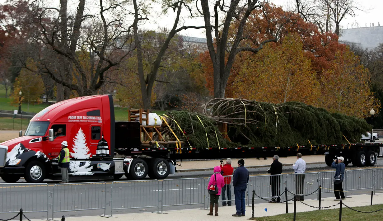 Sebuah truk besar membawa pohon natal yang akan dipasang tiba di halaman sebelah barat Gedung Capitol US di Washington, AS (28/11). Pohon tersebut adalah pohon Engelmann Spruce setinggi 80 kaki yang didatangkan dari Idaho. (Reuters/Gary Cameron)