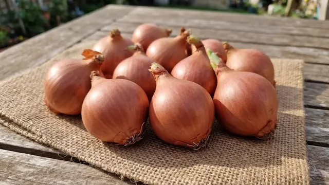 Cara Menanam Bawang Merah Tanpa Lahan Kebun