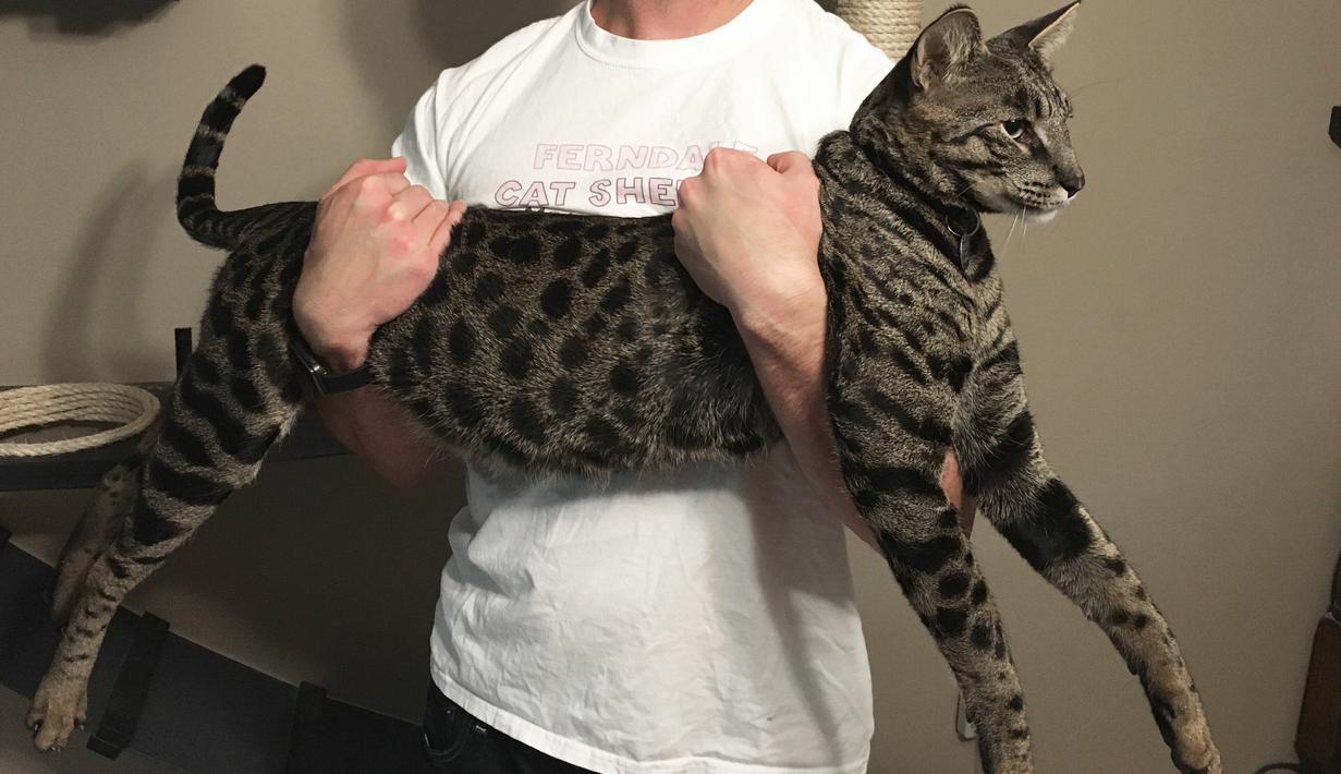 PHOTO: Kenalkan, Arcturus Si Kucing Tertinggi Sedunia Asal Michigan