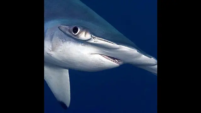 Foto: copyright mmn.com