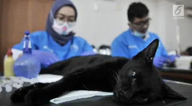 Dinas KPKP Jakarta Timur bersama tim dokter dari Pusat Pelayanan Kesehatan Hewan dan Peternakan saat melakukan sterilisasi atau kebiri kucing jantan di Kantor Kecamatan Duren Sawit, Jakarta, Rabu (27/2). (Merdeka.com/Iqbal S. Nugroho)
