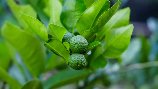 ilustrasi jenis dedaunan yang cocok digunakan untuk olahan masakan/ Friday Images Stock/pexels