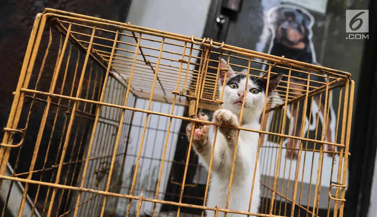 Seekor kucing dalam kandang siap diadopsi di Pondok Pengayom Satwa Jakarta, Senin (8/4). Untuk bisa menguburkan hewan peliharaan pemilik harus membayar minimal Rp 400.000 dan biaya perawatan sebesar Rp 75.000 per tahun. (Liputan6.com/Fery Pradolo)