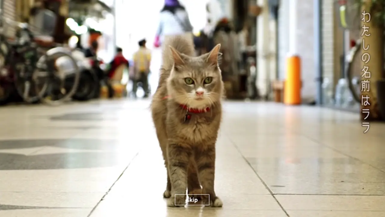 Melihat Dunia Lewat Mata Kucing