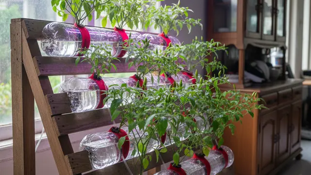 Ide Kebun Cabai Indoor Sederhana. AI