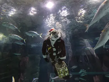Aquarist Volmer Salvador berenang dalam tangki akuarium AquaRio mengenakan kostum Sinterklas saat musim Natal di Rio de Janeiro, Brasil, 20 Desember 2021. Dengan luas bangunan sekitar 26.000 meter persegi, AquaRio dianggap sebagai akuarium laut terbesar di Amerika Selatan. (AP Photo/Bruna Prado)