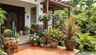 12 Tanaman Pot yang Tahan Panas di Depan Rumah, Paling Cantik dan Tangguh