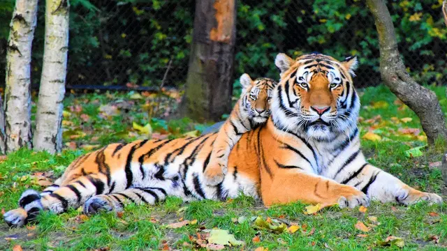 Siberian Tiger