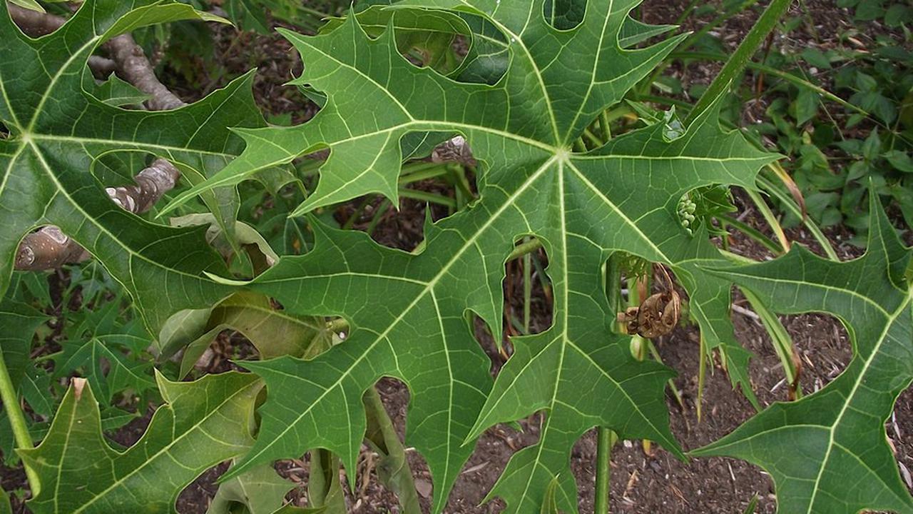 Daun Pepaya Jepang (By Tortie tude - Own work, CC0, https://commons.wikimedia.org/w/index.php?curid=27882144)