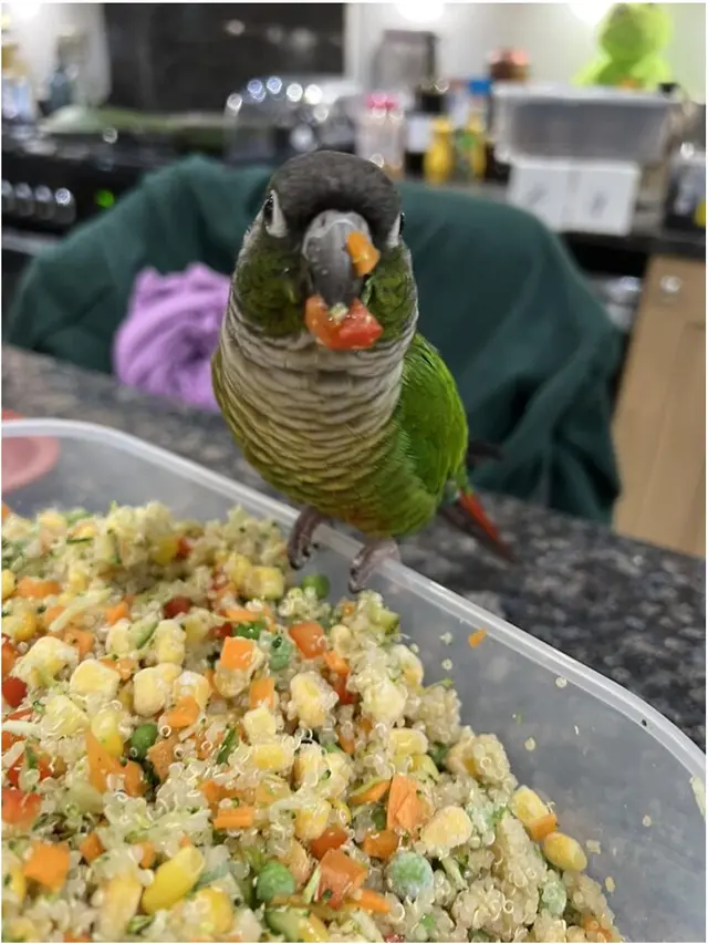 7 Potret Burung Curi Makanan Manusia Ini Kocak, Diam-Diam Tetap Ketahuan