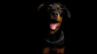 Ilustrasi anjing jenis rottweiler. (Dok. LeaBarlo/Pixabay)