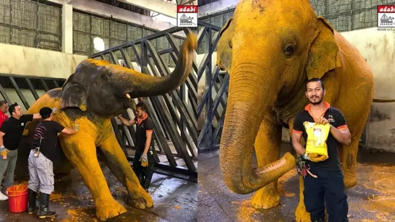 Gajah di Kebun Binatang Ini Perawatan Kulit Dengan Pijat dan Spa dari Kunyit