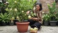 Cara Merawat Jambu Kristal dalam Pot Agar Cepat Berbunga dan Tidak Mudah Gugur, Ikuti 7 Langkah Ini