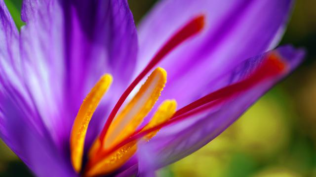 Ilustrasi Bunga Saffron