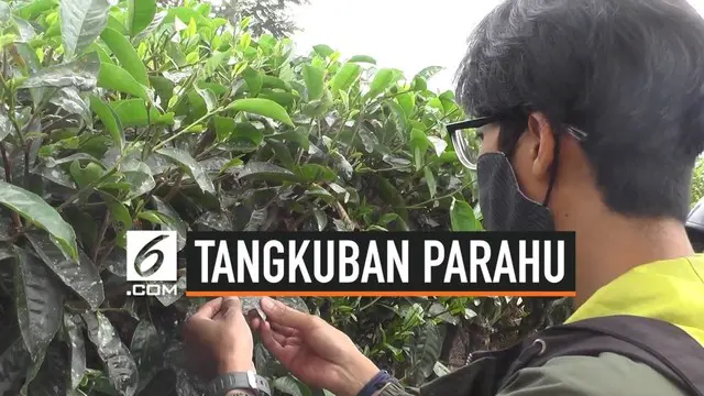 Kebun Teh di Kawasan Parongpong, Bandung Barat ditutupi abu vulkanik dari erupsi Gunung Tangkuban Parahu.