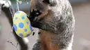 Lemur ekor cincin menikmati makanan yang diambil dari wadah dari telur Paskah yang terbuat dari bubur kertas selama pemotretan di ZSL London Zoo di London, Inggris (18/4). Kebun binatang ZSL London menghadiahkan hewan-hewan peliharaannya makanan dalam kemasan telur Paskah. (Reuters/Peter Nicholls)