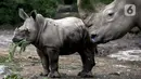 Bayi Badak Putih (Ceratotherium Simum) memakan dedaunan di Taman Safari Indonesia, Bogor, Jawa Barat, Jumat (22/1/2021). Seekor bayi Badak Putih betina bernama Azsyifa lahir dari indukan bernama Chuma dan pejantan bernama Merdeka. (merdeka.com/Imam Buhori)