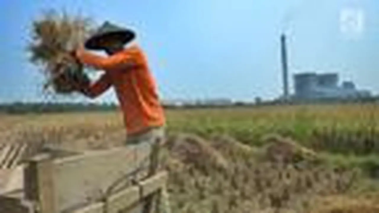 Pemerintah Daerah (Pemda) Garut, Jawa Barat menargetkan capaian produksi Gabah Kering Giling (GKG) tahun ini hingga 696.752 ton. (Liputan6.com/Jayadi Supriadin)