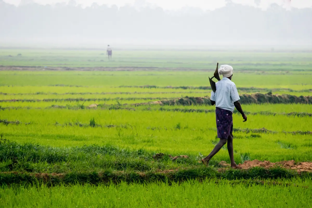 Sawah - Vania