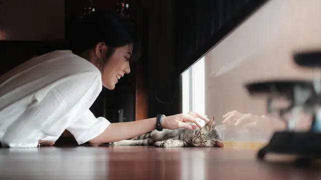 Ilustrasi kucing