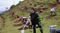 Ketua DPR RI Puan Maharani saat menanam bibit Mangga di kawasan Tapanuli Utara. (Istimewa)