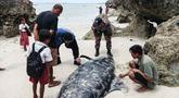 Sebuah foto yang diambil pada 10 Maret 2026 menunjukkan seorang petugas dari Kementerian Kelautan dan Perikanan Indonesia sedang mengukur tubuh seekor paus pilot yang terdampar di pantai Mbadokai, Desa Deranitan, Kabupaten Rote Ndao, Nusa Tenggara Timur (NTT), pada Senin 9 Maret 2026. 55 paus pilot ditemukan terdampar di sepanjang garis pantai Mbadokai, Desa Deranitan, Kabupaten Rote Ndao, Nusa Tenggara Timur (NTT), pada Senin 9 Maret 2026. (Foto: AFP)