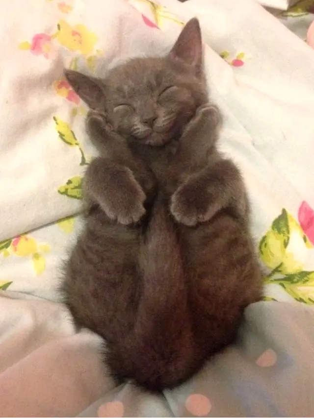 Kucing Tidur