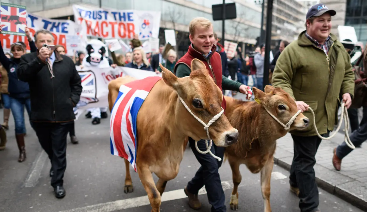 Dua ekor sapi ikut ambil bagian dalam aksi protes oleh petani lokal yang digelar di Downing Street, pusat kota London, Inggris, Rabu (23/3). (LEON Neal/AFP)