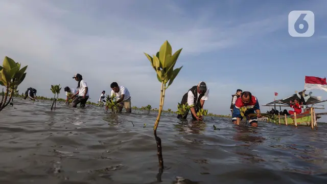 Jaga Kawasan Pesisir, Pertamina Tanam Ribuan Bibit Mangrove di Pantai Tiris Indramayu