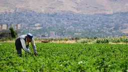 Petani memanen tanaman di Zabadani, pedesaan Damaskus, Suriah, 22 Agustus 2020. Para petani kembali ke lahan pertanian mereka di kota yang dilanda perang itu usai Zabadani berhasil direbut kembali. Tahun ini, petani menikmati panen pertama mereka setelah bertahun-tahun. (Xinhua/Ammar Safarjalani)