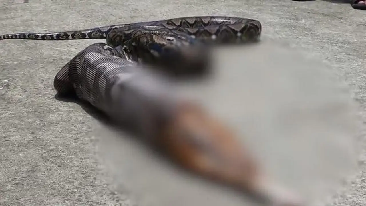 Detik-Detik Ular Piton Muntahkan Kucing Berbobot 3 Kilogram (Capture/Khaosod English)
