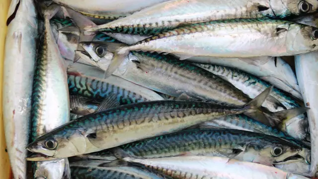 Ilustrasi ikan makerel