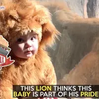 Begini Reaksi Singa Saat Lihat Bayi Pakai Baju Ini 