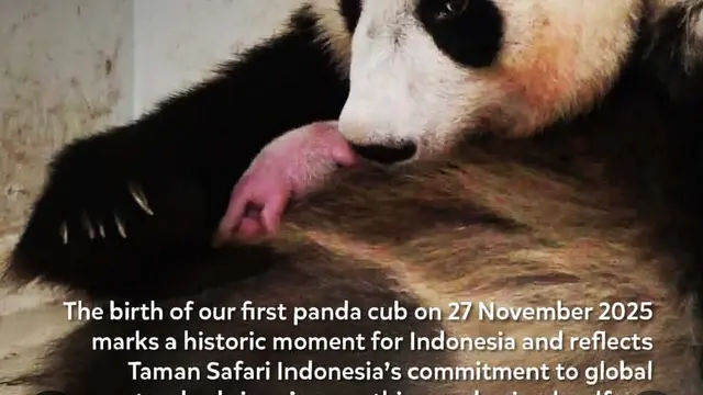 Satrio Wiratama alias Rio, bayi Giant Panda pertama yang lahir di Indonesia pada 27 November 2025.