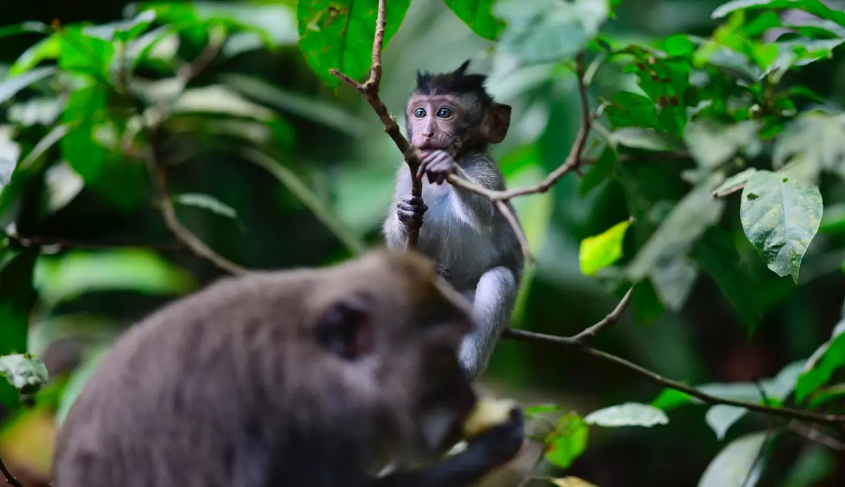 Monyet ekor panjang berada di Sacred Monkey Forest atau yang lebih dikenal dengan Monkey Forest di Ubud, Bali pada 16 November 2018. Keunikan hutan ini adalah terdapatnya ratusan Kera Bali ekor panjang yang bebas berkeliaran di alam. (GABRIEL BOUYS/AFP)