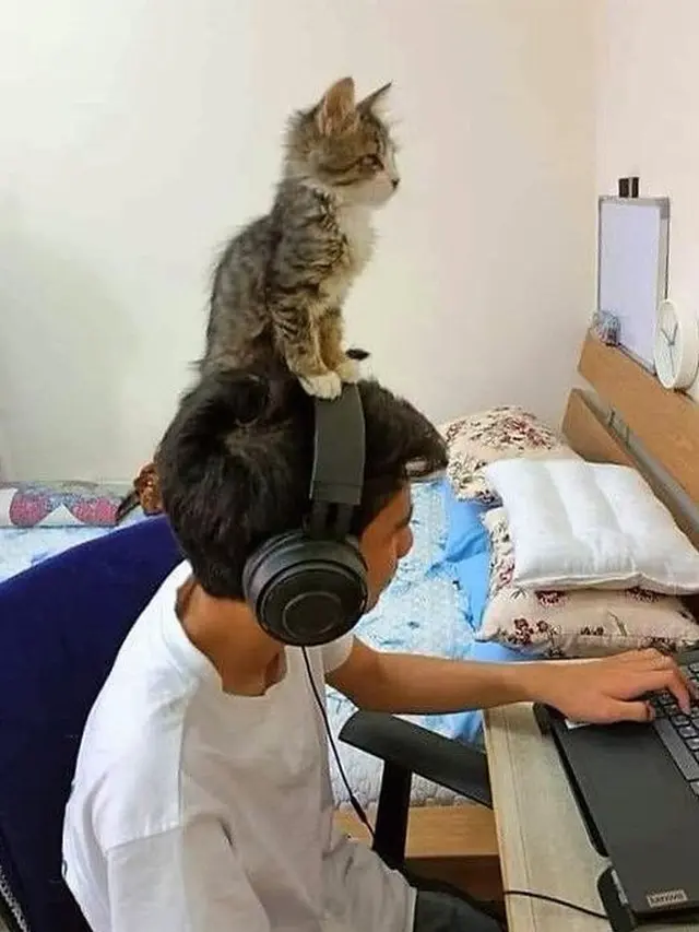 6 Tingkah Kucing di Atas Kepala Ini Bikin Elus Dada, Latih Kesabaran