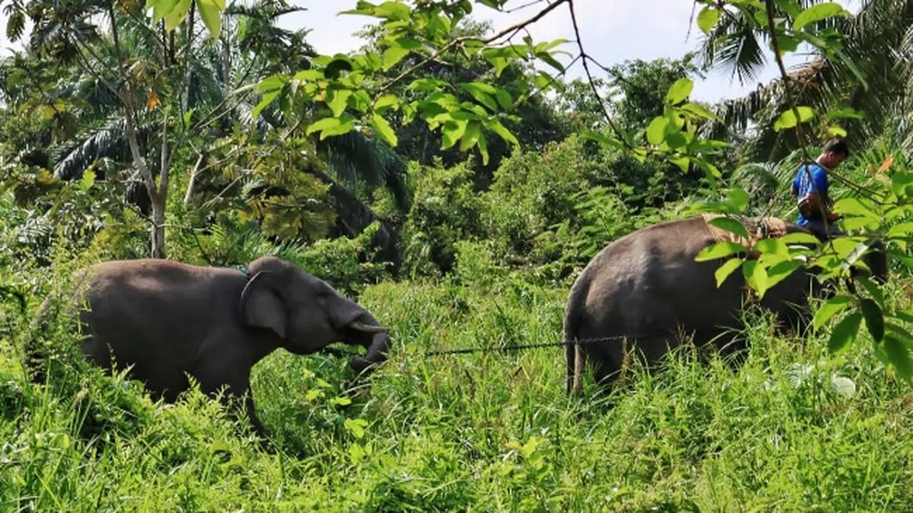 Gajah jinak menarik gajah liar di Indragiri Hulu untuk dievakuasi ke habitat gajah lainnya.