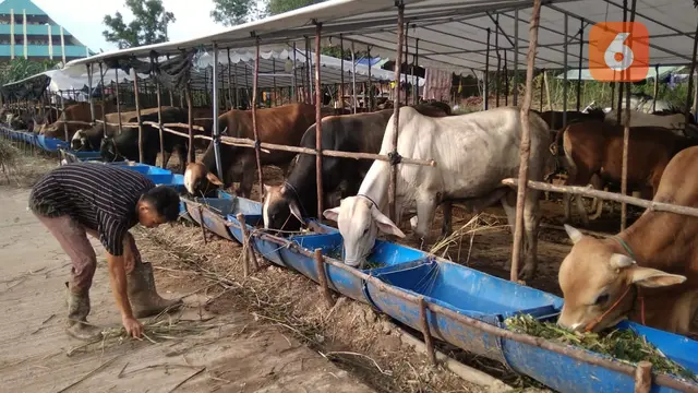 Kurban batam