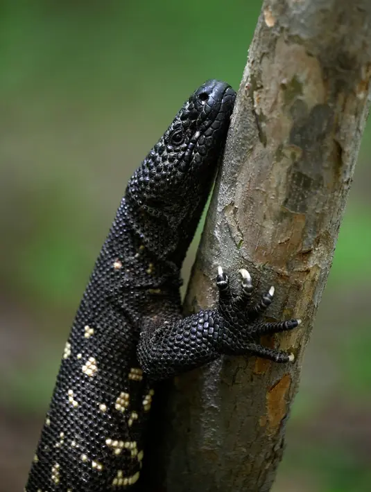 Seekor Heloderma (Horridum harlesborgerti), kadal endemik yang terancam punah, terlihat di Taman Regional Kota Niño Dormido, Cabanas, Guatemala, 11 Juli 2022. Niño Dormido (Anak yang tertidur) adalah salah satu nama reptil yang dikenal. (Johan ORDONEZ/AFP)