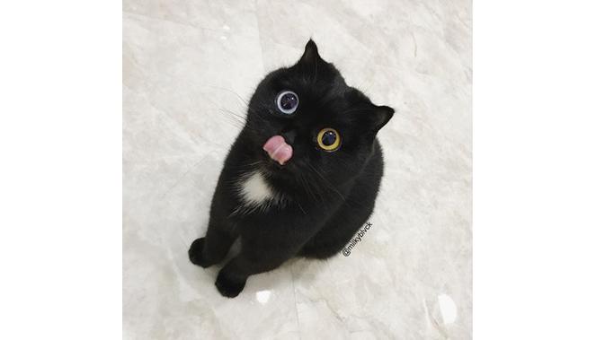 Lain Dari Biasanya, Kucing Ini Miliki Dua Warna Mata yang Berbeda (sumber: Instagram.com/milkyblvck)