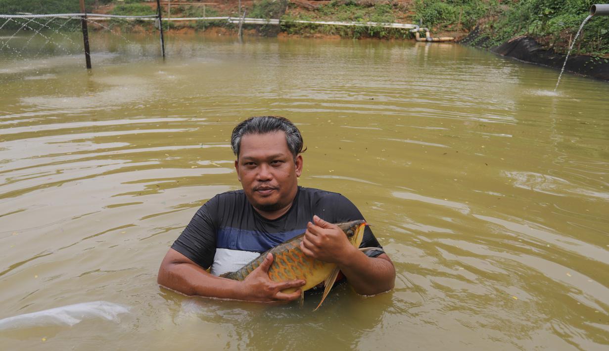 Royal Red Arowana Farm mengoleksi banyak indukan arwana super red dengan kualitas genetik unggulan. Ikan-ikan ini dipersiapkan untuk pasar ekspor maupun kebutuhan dalam negeri. Saat ini, farm tersebut fokus pada kegiatan pembiakan dan pembesaran hasil breeding untuk dijadikan indukan baru yang lebih berkualitas. Tampak dalam foto, peternak menangkap ikan pada kolam besar di Farm Royal Red Arowana yang terletak di kawasan Jasinga, Bogor, Jawa Barat, Sabtu (15/11/2025). (merdeka.com/Arie Basuki)