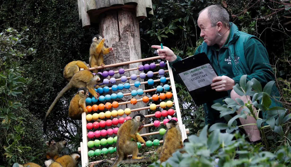 Petugas menghitung jumlah monyet tupai saat melakukan sensus di Kebun Binatang ZSL London, Inggris, Kamis (3/1). Sensus tahunan ini wajib dilakukan sebagai persyaratan izin kebun binatang. (Adrian DENNIS/AFP)
