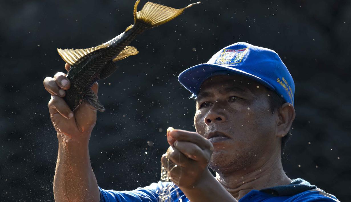 Petugas dari Dinas Sumber Daya Air (SDA) DKI Jakarta menangkap ikan sapu-sapu dari salah satu danau yang terhubung dengan sungai di Jakarta pada Jumat 24 April 2026. Pemerintah Provinsi DKI Jakarta terus menggelar operasi masif penangkapan ikan sapu-sapu (spesies invasif) di sejumlah wilayah. (BAY ISMOYO/AFP)