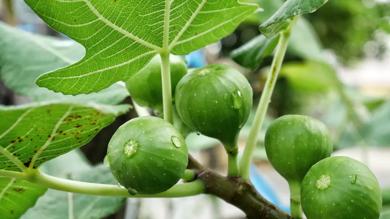 buah tin-kezo