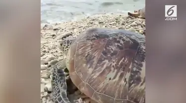 Akibat tsunami di Selat Sunda ribuan penyu terdampar dan sulit kembali ke habitatnya.