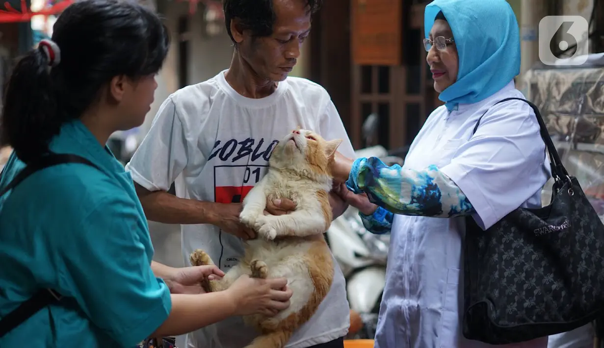 Petugas memeriksa hewan peliharaan kucing saat melakukan vaksinasi gratis di kawasan Sawah Besar, Jakarta, Kamis (3/9/2019). Sudin Ketahanan Pangan Kelautan dan Perikanan DKI Jakarta melakukan vaksinasi hewan secara gratis memperingati Hari Rabies Sedunia. (Liputan6.com/Immanuel Antonius)