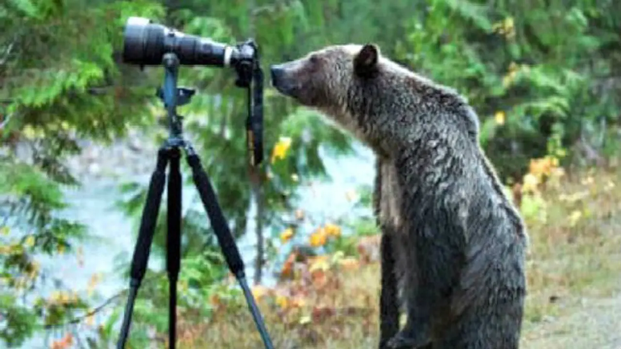 Wow, Beruang Buas Menjadi Fotografer